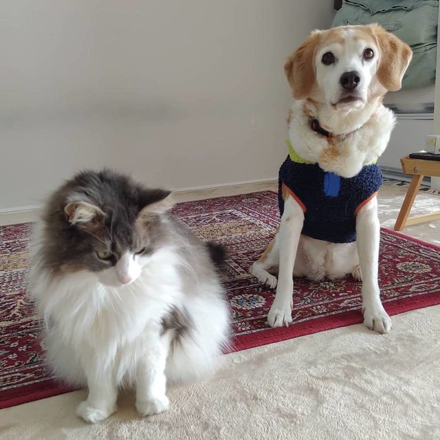 かるちゃんとおばけちゃん写真館：ビフォーアフター10枚