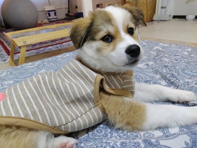 日本聴導犬協会のソーシャライザー(子犬預かりボランティア)