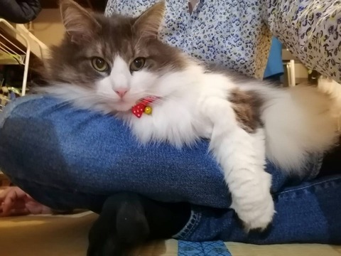 ダイソーの猫用首輪（セーフティバックル） 買ってよかった猫グッズ｜安くておしゃれなオススメペット用品10選【2021年】