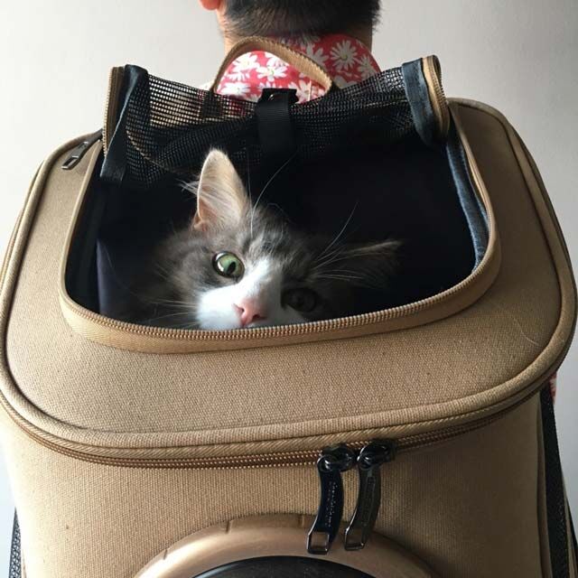おすすめ猫用キャリーバッグ 大きなリュック型なら大型猫の災害時避難用にも ていない ていねいじゃない暮らしのブログ Powered By ライブドアブログ おすすめ猫用キャリーバッグ 大きなリュック型なら大型猫の災害時避難用にも ていない ていねいじゃない暮らしのブログ Powered By ライブドアブログ