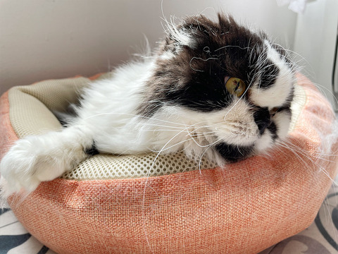 ドン・キホーテ ドンキ ズーテリア ペットベッド クチコミ