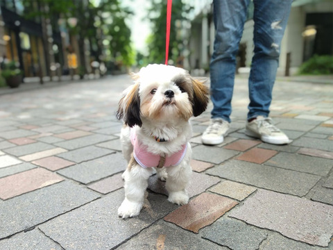 日本聴導犬協会のパピークラス