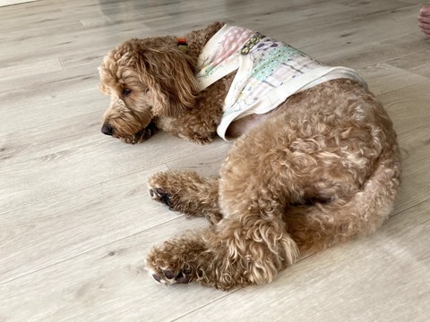 ペット用クッションフロアをDIYリフォーム完了！｜サンゲツ・リリカラ・シンコールの違いまとめ