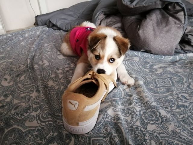 子犬のはるちゃん布団でスニーカーを噛み噛み