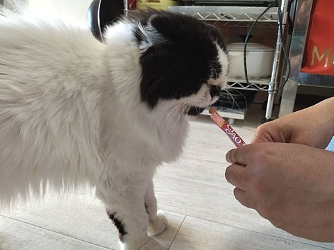 ミニマリノベひながた (4)