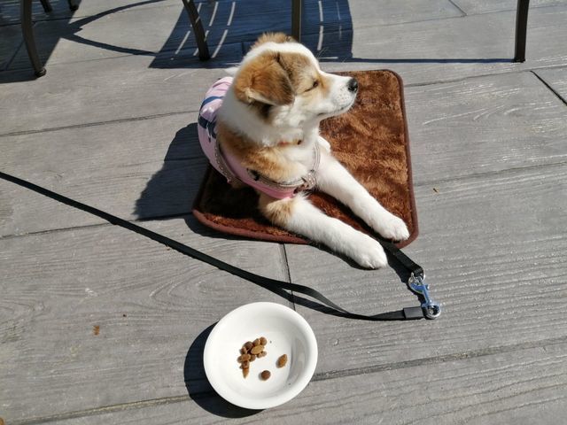 子犬のはるちゃん｜セリアで100円！ふわふわマットは小型犬のおでかけにぴったり