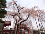 乙姫桜 (5)