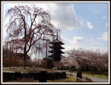 京都　東寺 (3)-001