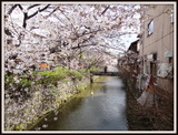 京都　祇園白川 (3)-001