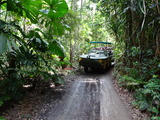 Rain Forestaion (7)