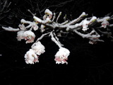 那須　雪桜