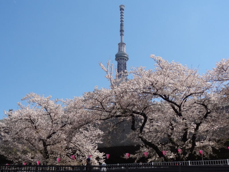 屋形船 (10)
