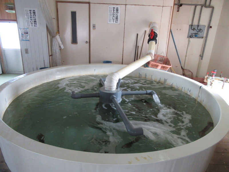 活イカ備蓄センター 風間浦村 Just Visit 活イカ備蓄センター 風間浦村 Just Visit