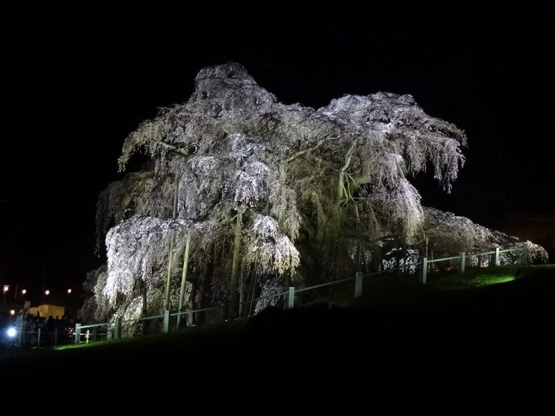 三春の滝桜 (12)