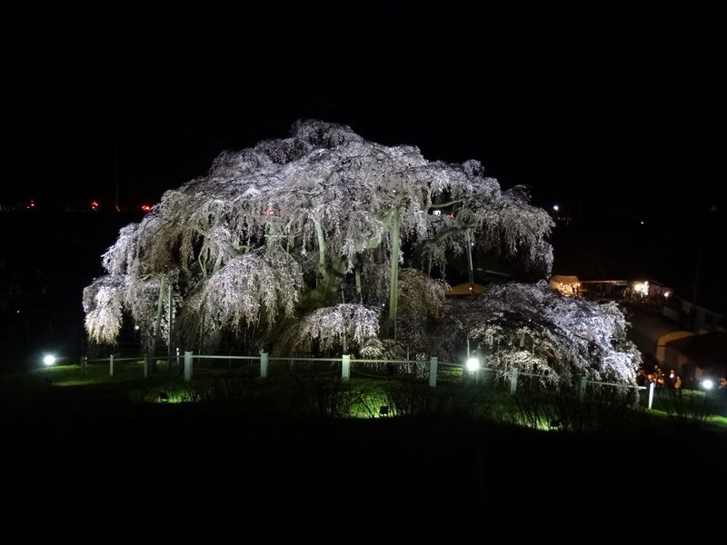 三春の滝桜 (15)