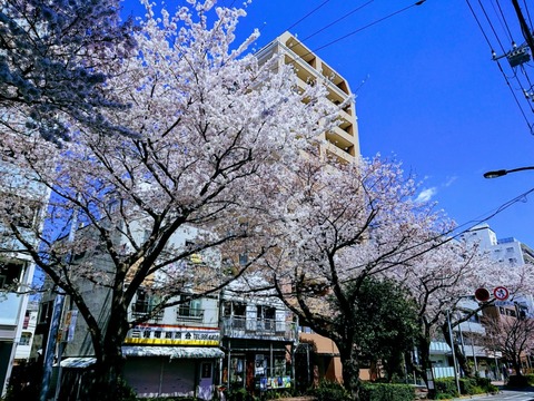 桜台 櫻