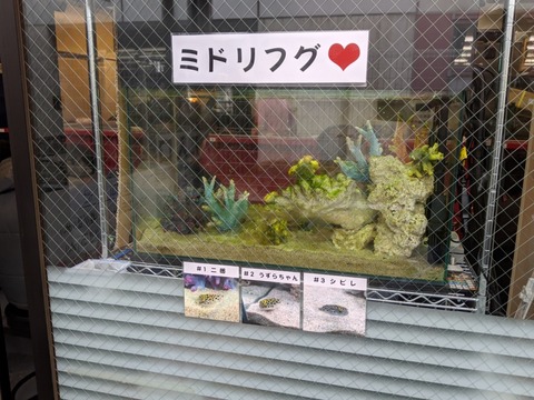ラーメン二郎　ミドリフグ