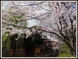 京都　祇園白川 (6)-001