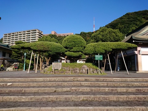 照國神社 保存樹