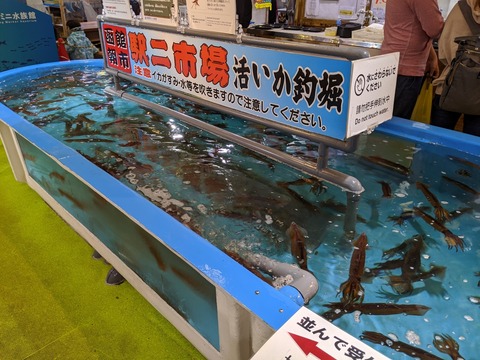 朝二市場　活いか釣り堀　いけす