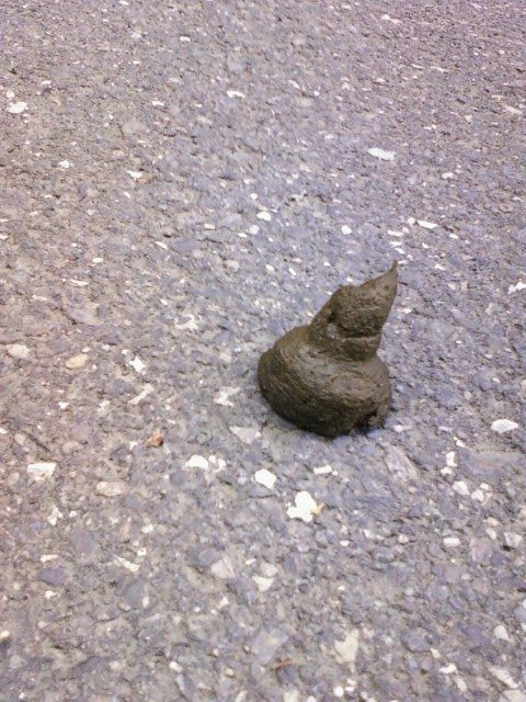 巻きぐそ太郎 おはようニッポン