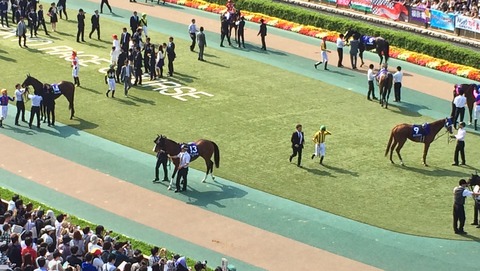 東京競馬場 パドック 騎乗前