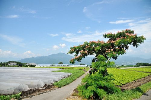 のんのんびよりに憧れて田舎で農業を始めた元ニートなのだがwww 画像あり てきとーまとめ のんのんびよりに憧れて田舎で農業を始めた元ニートなのだがwww 画像あり てきとーまとめ