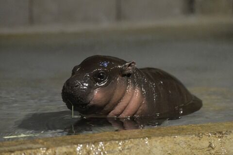 56枚 心が癒される動物の赤ちゃん画像 てきとーまとめ 56枚 心が癒される動物の赤ちゃん画像 てきとーまとめ