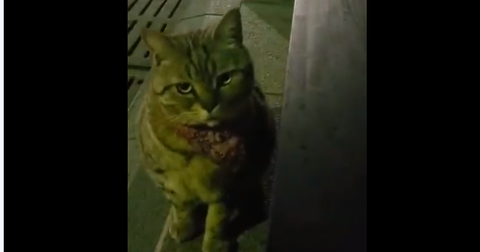 ツイッター民 この子を江の島に戻してください 江ノ島の有名な地域猫が連れ去られる事案が発生 動画あり てきとーまとめ ツイッター民 この子を江の島に戻してください 江ノ島の有名な地域猫が連れ去られる事案が発生 動画あり てきとーまとめ