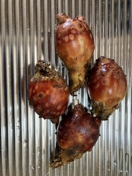 お前らホヤの捌き方 食い方教えるからこい 画像あり てきとーまとめ お前らホヤの捌き方 食い方教えるからこい 画像あり てきとーまとめ