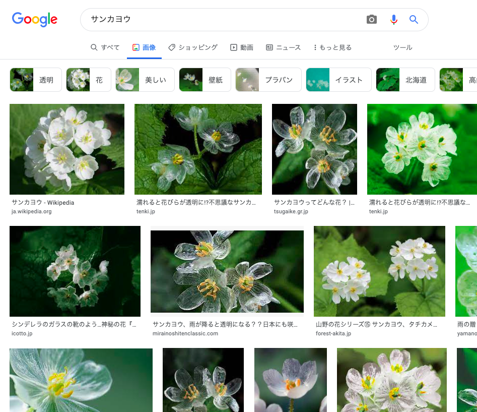 自然って不思議 透明な花サンカヨウをみてみたい Tekitopの適当ブログ