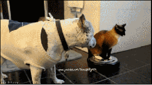 面白いgif動画 動物 パート1 てきとうジャーナル 面白いgif動画 動物 パート1 てきとうジャーナル