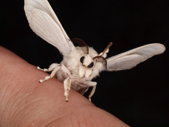 閲覧注意 虫好きのお前ら可愛い虫 益虫について語り合おうぜ てきとうジャーナル