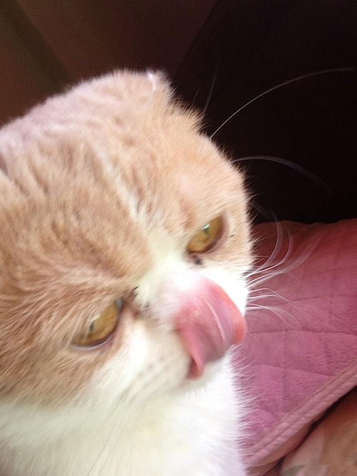 1_1
