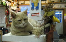 catmayer0