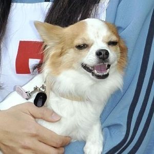 chiwa