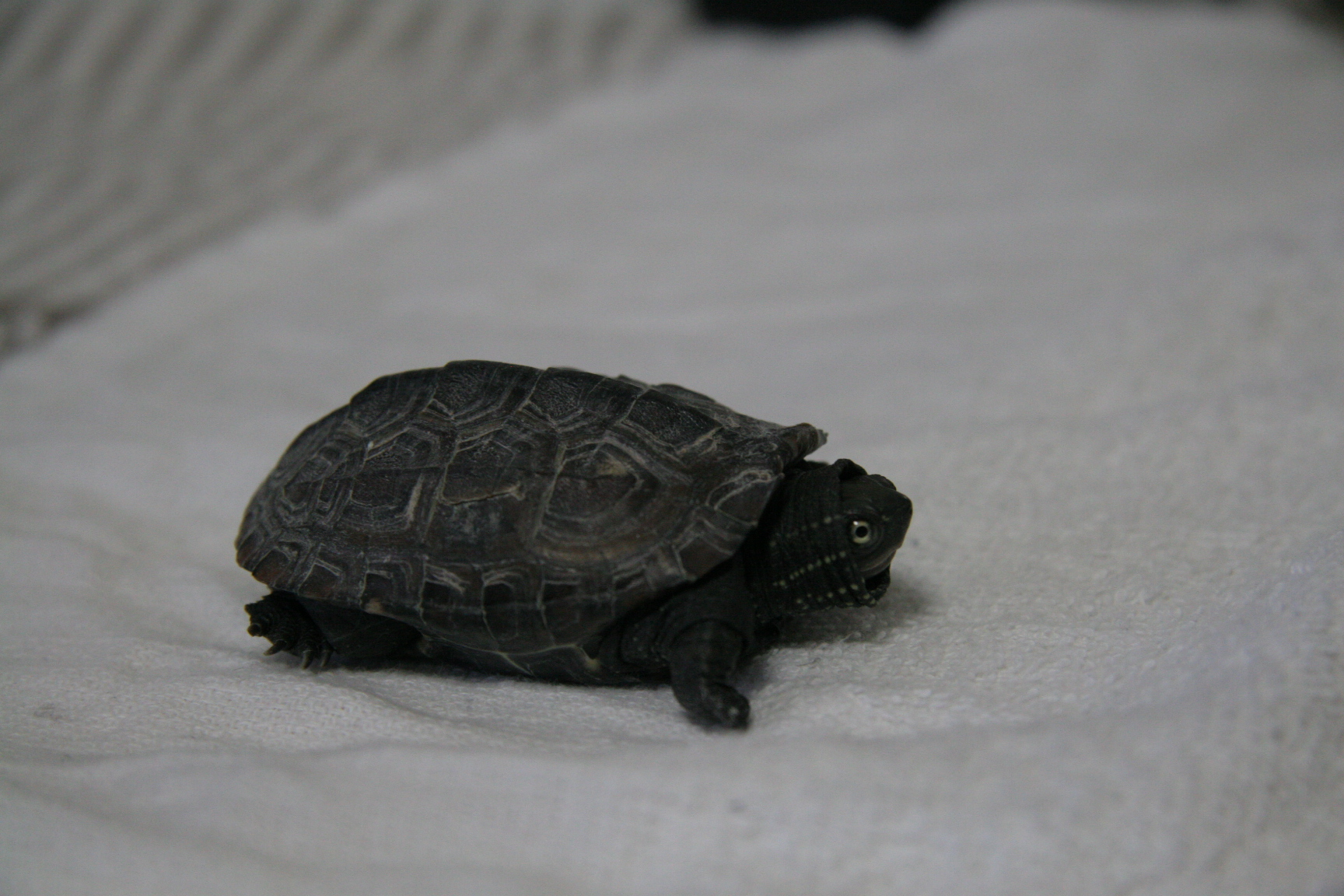 ゼニガメのチョビとココ しげるのブログ