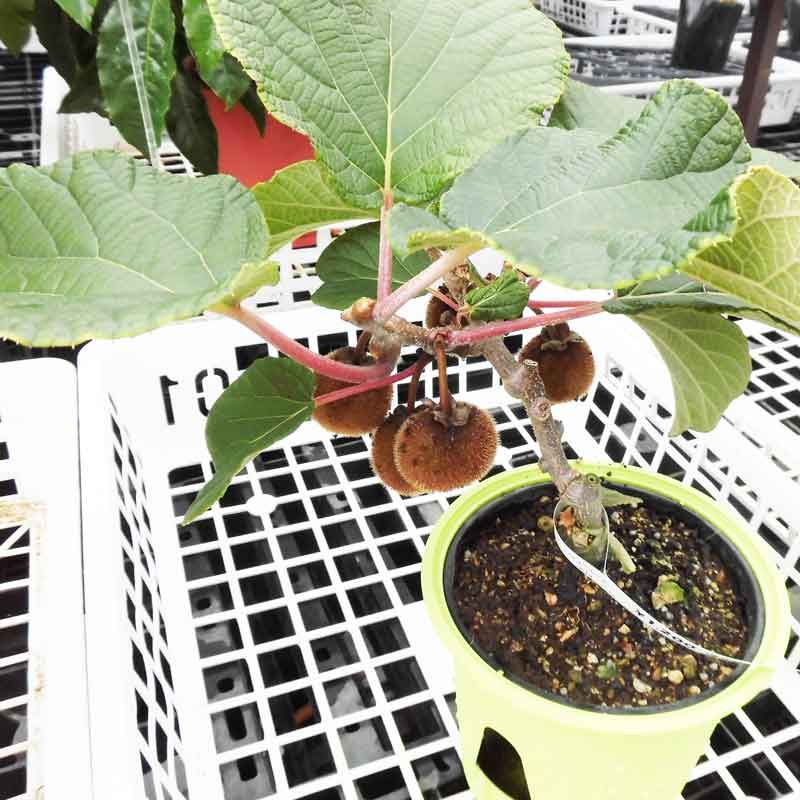 育てるサラダ３日目 続々と発芽 てくめもとまと トマトとバジル ベランダ家庭菜園