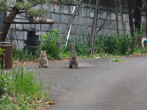 20170503・GW中の散歩にゃーにゃー07・中