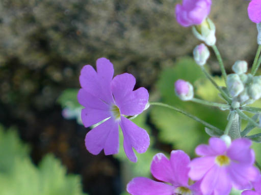 20150228・植物02