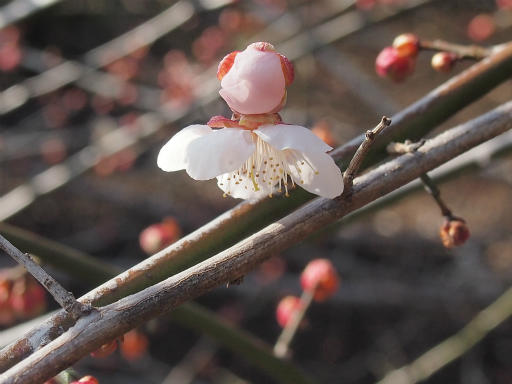 20150221・植物01・ウメ（白）