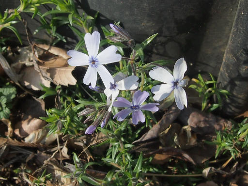 20150221・植物03・シバザクラ（白）