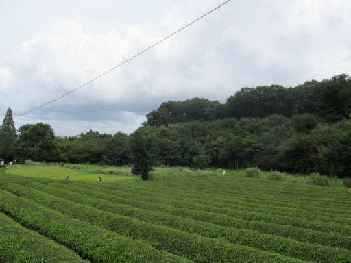 20110904・自然観察会空05