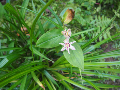 20140913・植物・ホトトギス