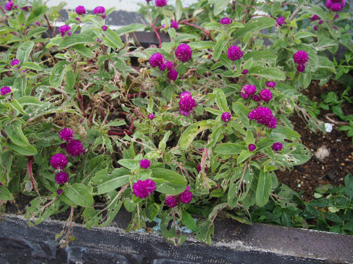 雑草倶楽部 19年11月 日光 薬用植物園植物 秋の植物百科 高橋さんの写真館 分館 雑草倶楽部 19年11月 日光 薬用植物園植物 秋の植物百科 高橋さんの写真館 分館