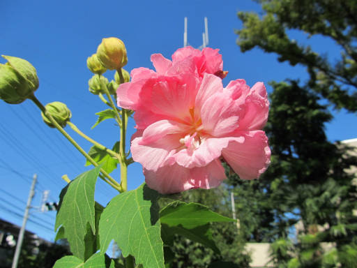 20110918・狭山湖05・スイフヨウ