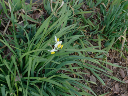 20150228・植物11・ラッパスイセン