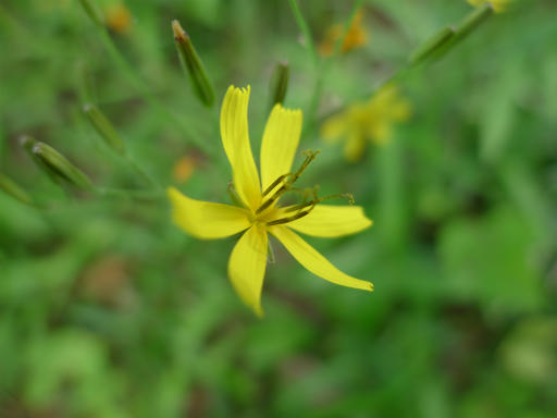 続 珍しい花発見記１ ノ 高橋さんの写真館 分館