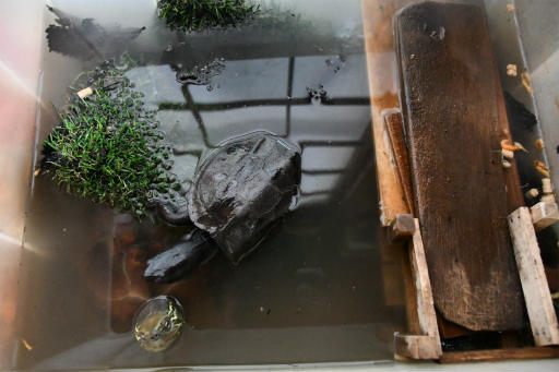 カメさん 座敷ガメに教育するも失敗する の巻 高橋さんの写真館 分館