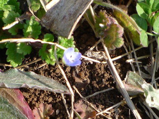 20150228・植物03・オオイヌノフグリ